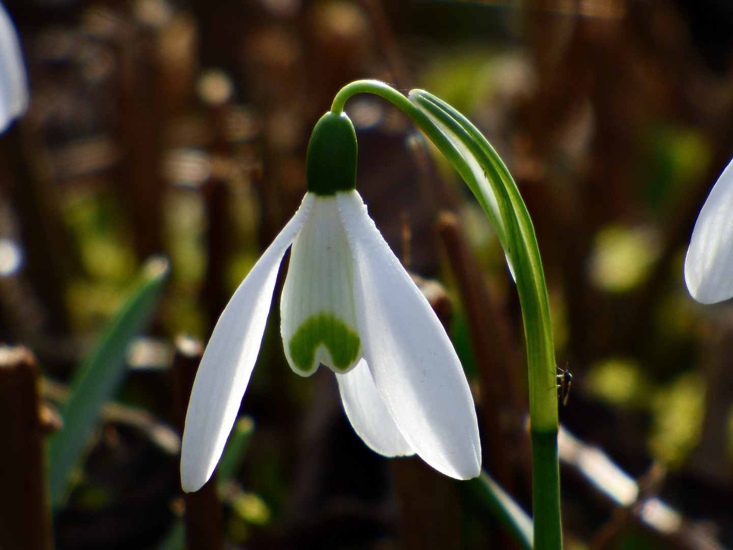 Der erste Zauber im Garten