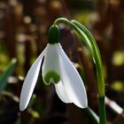 Der erste Zauber im Garten