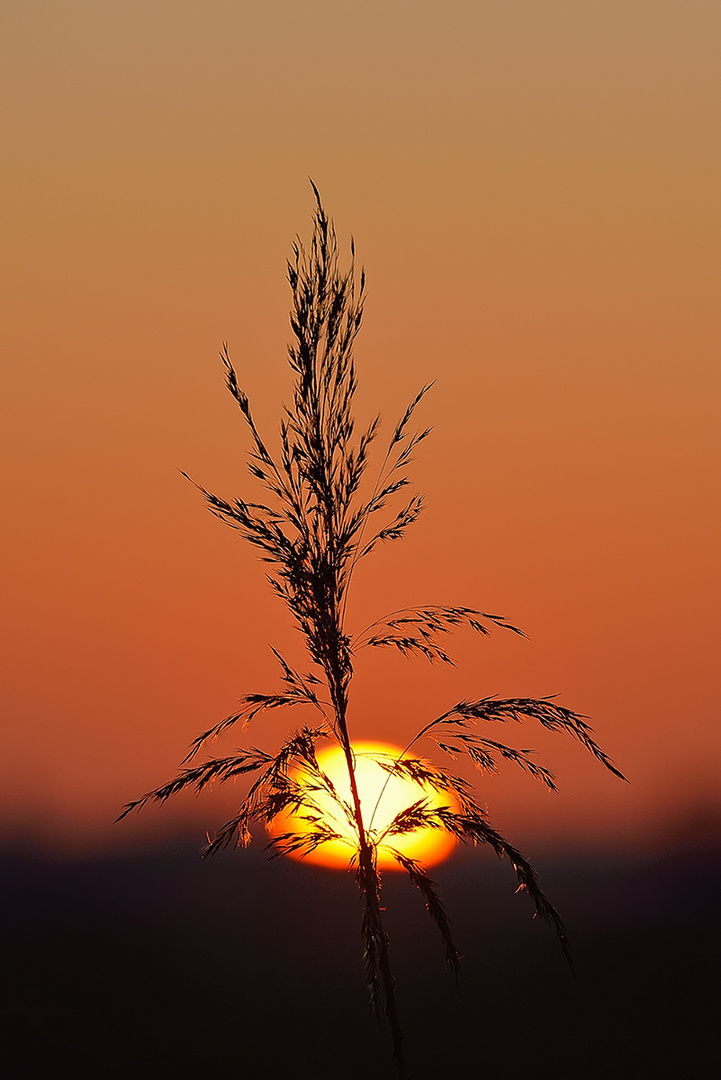 Der ersten Sonne letztes Licht