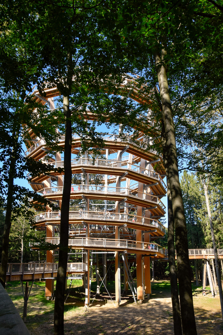 Der erster Blick auf den kelchförmigen Turm des Baumwipfelpfad