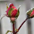 Der erster Frost ,die letzte Rose...