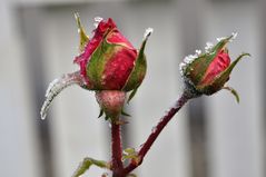 Der erster Frost ,die letzte Rose...