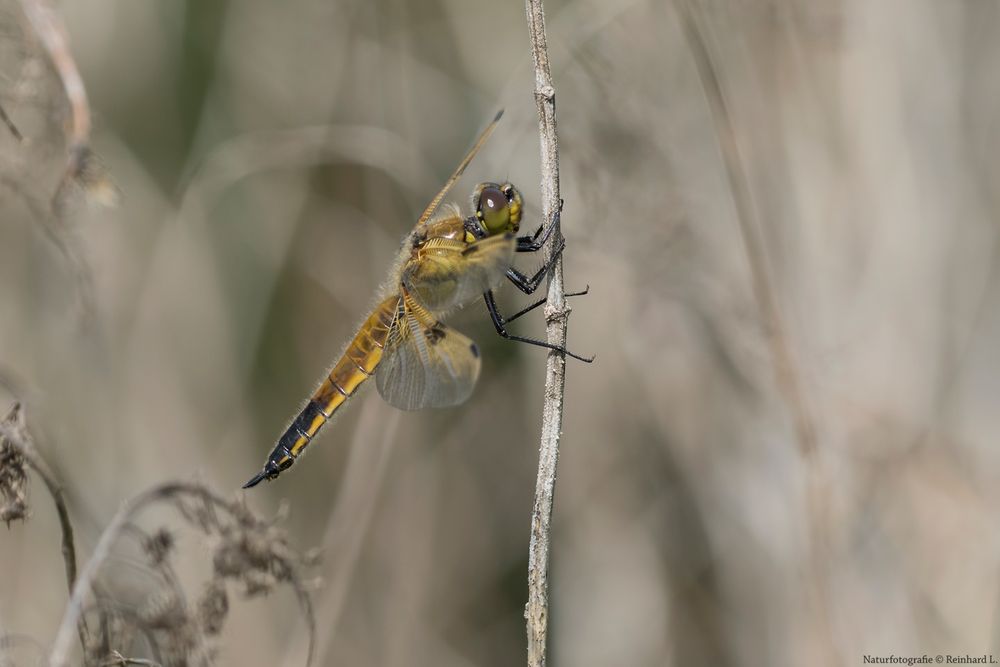  Der Erstflug ist...