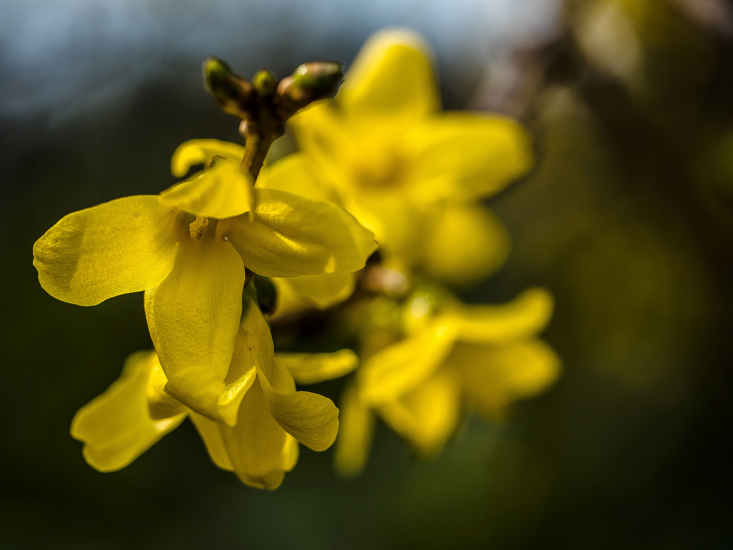 Der Erstfrühling