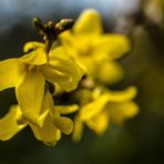 Der Erstfrühling