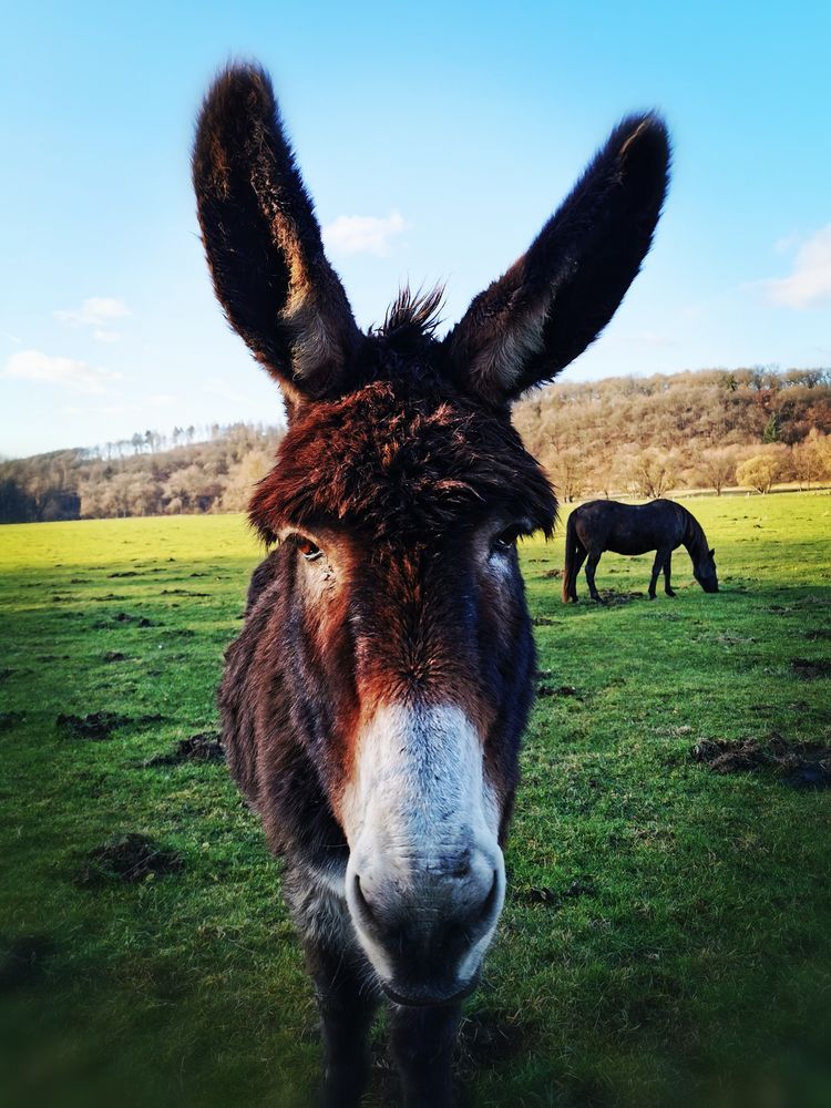 Der Esel Foto & Bild tiere, winter, pferd Bilder auf
