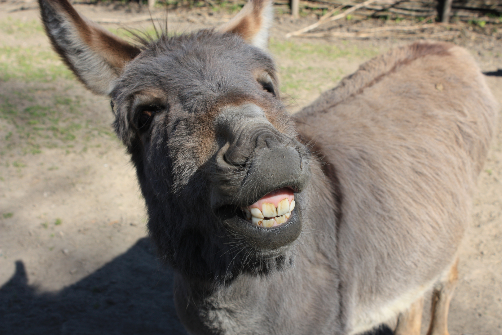 Der Esel. Foto & Bild tiere, zoo, wildpark & falknerei, säugetiere