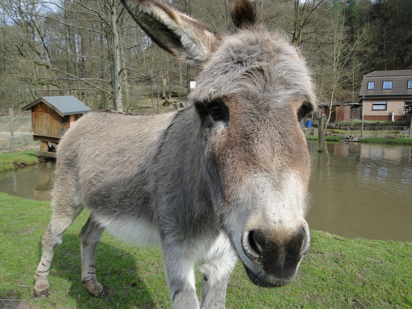 Der Esel im Tierpark Hardegsen Foto & Bild tiere, zoo, wildpark