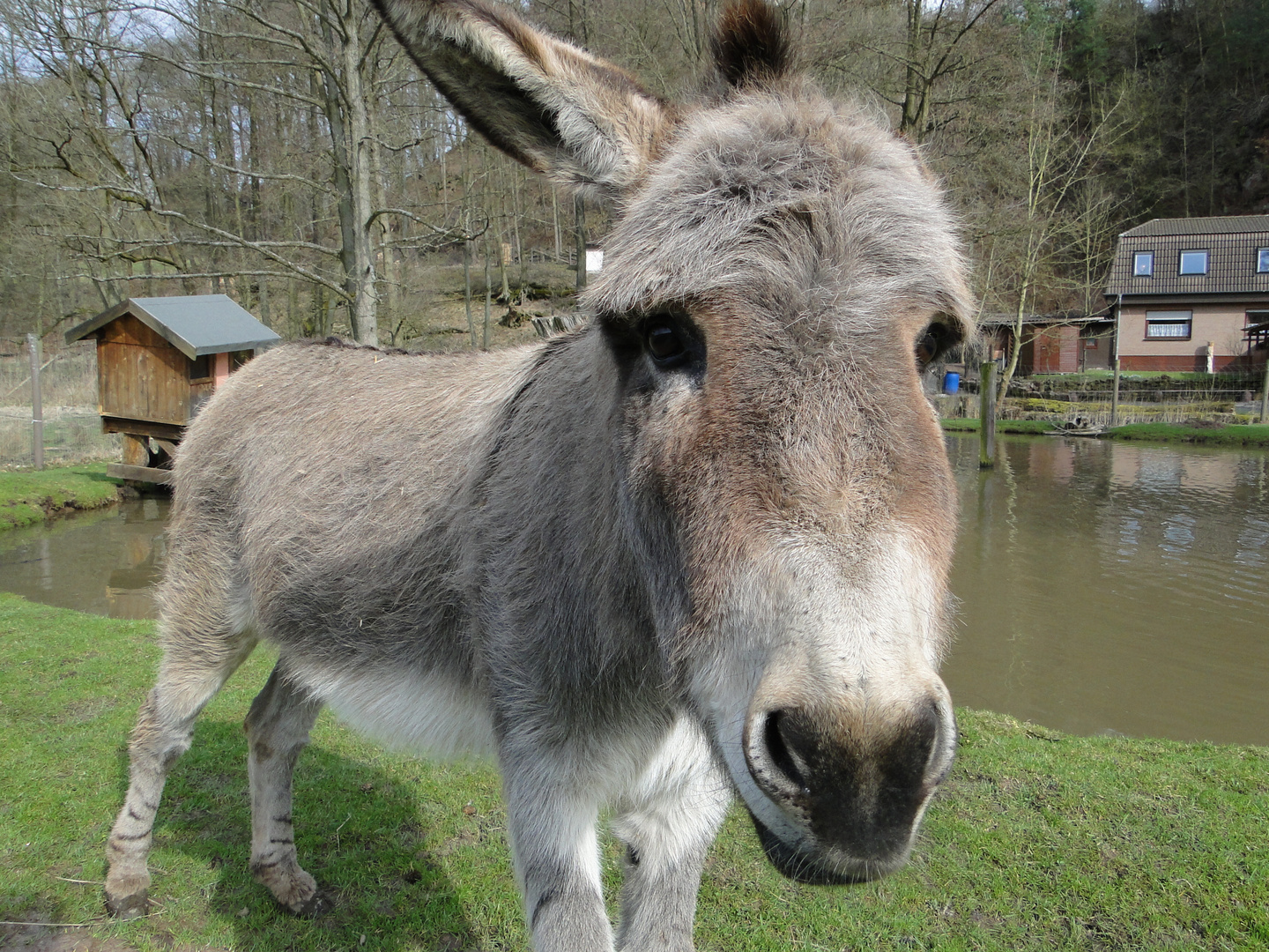 Der Esel im Tierpark Hardegsen