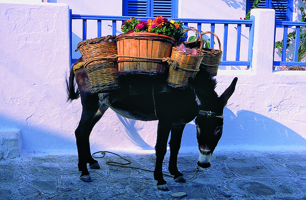 Der Esel in den Gassen von Mykonos