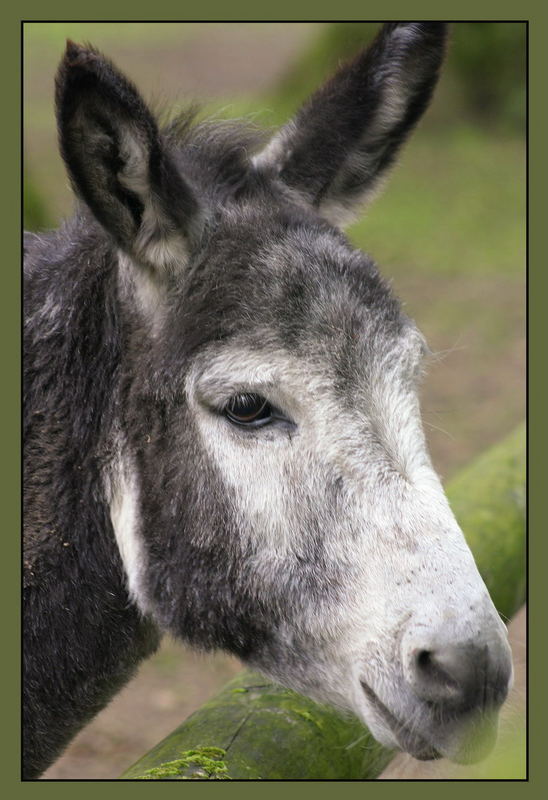 Der Esel ist ein Esel, und wenn er auch Sprünge wie eine Gazelle macht.