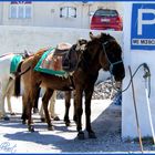 Der Esel-Parkplatz