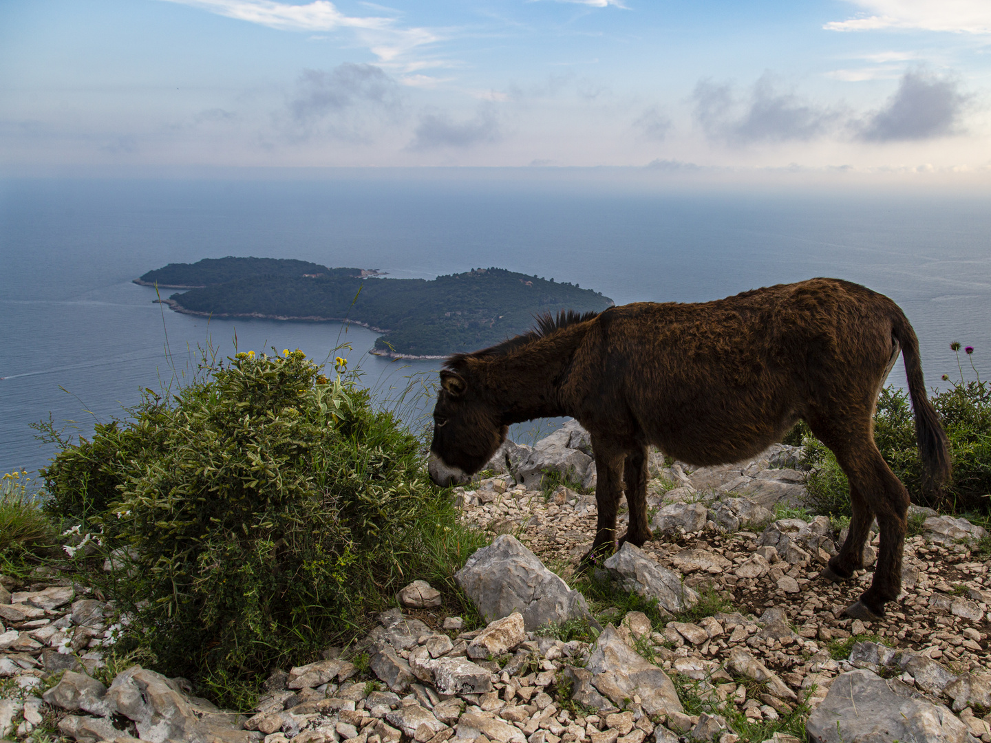 Der Esel von Dubrovnik