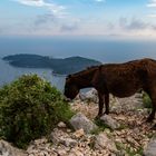 Der Esel von Dubrovnik