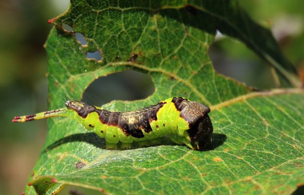 Der Espen Gabelschwanz