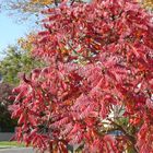 Der Essigbaum in herbstlicher Tracht