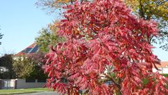 Der Essigbaum in herbstlicher Tracht