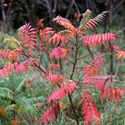 der Essigbaum (Rhus typhina)