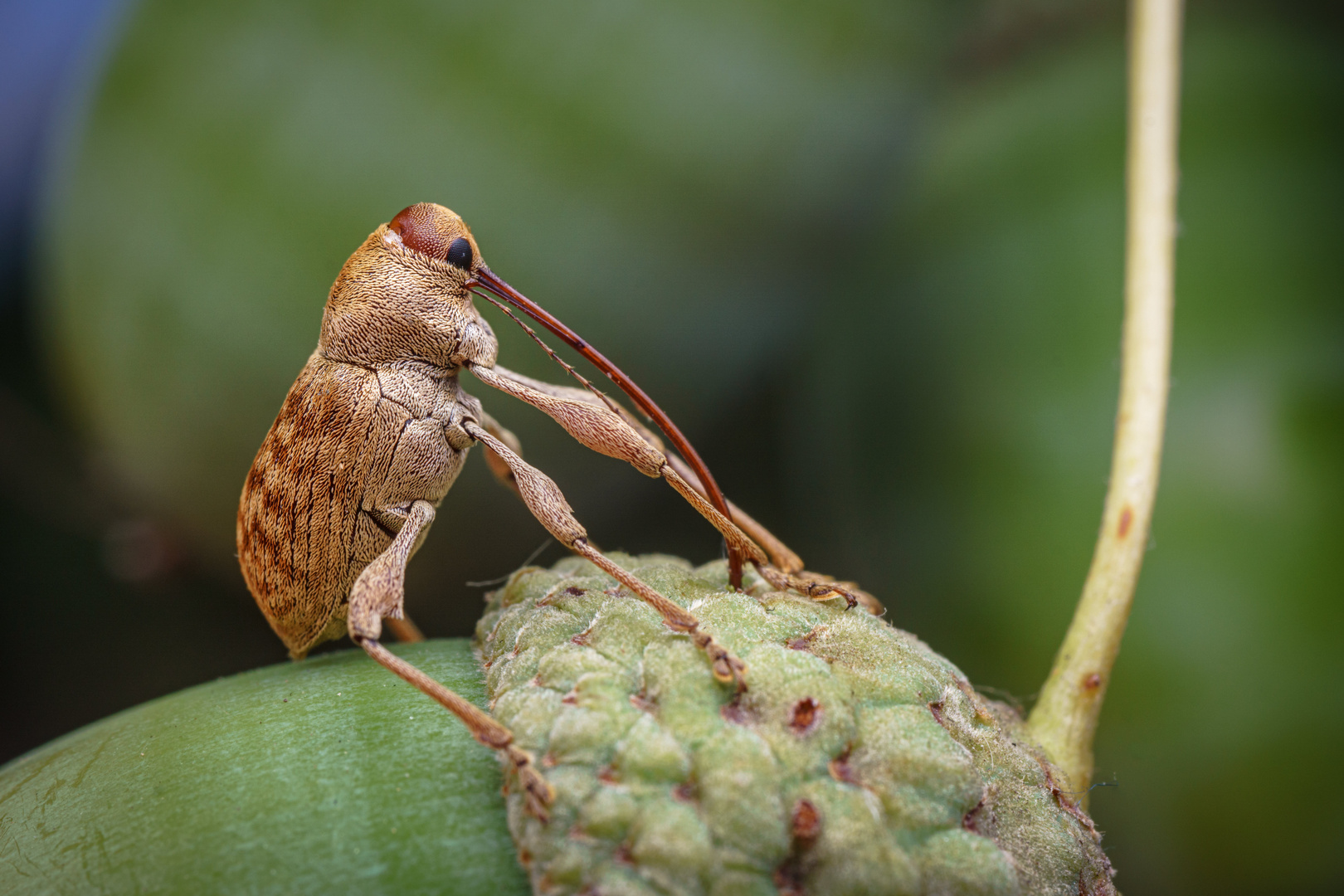 Der Esskastanienbohrer (Curculio elephas)