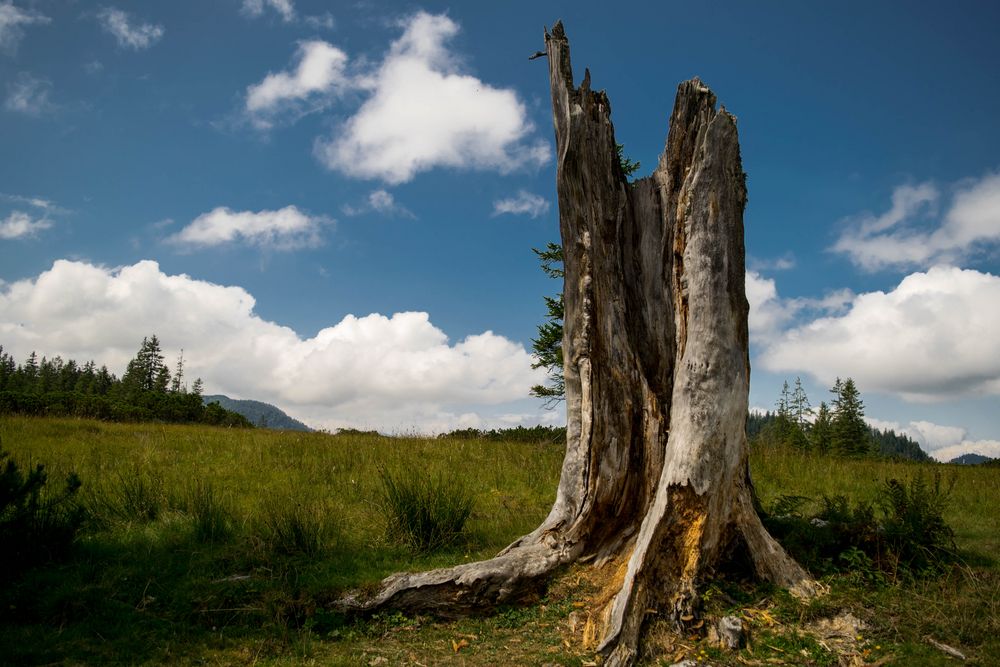 Der etwas andere Baum