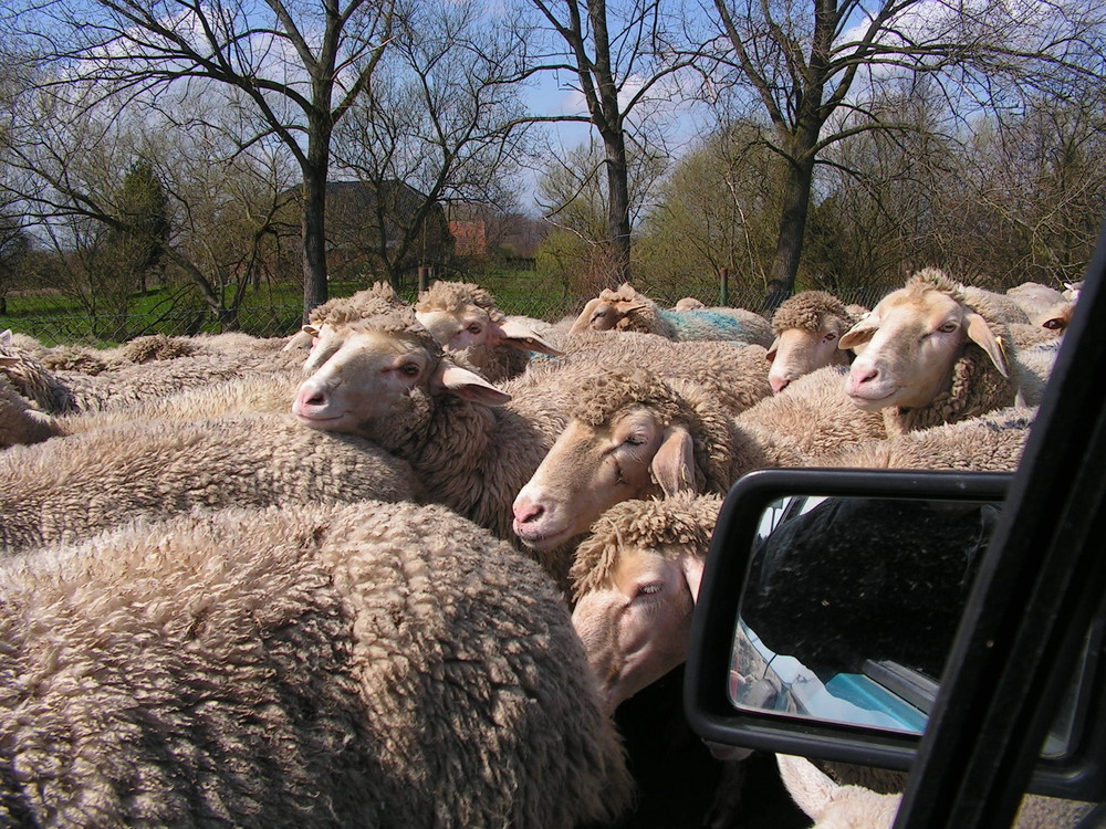 Der etwas andere Gegenverkehr......