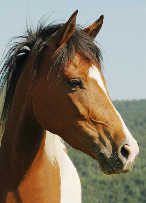 Der etwas andere Haflinger ;-)