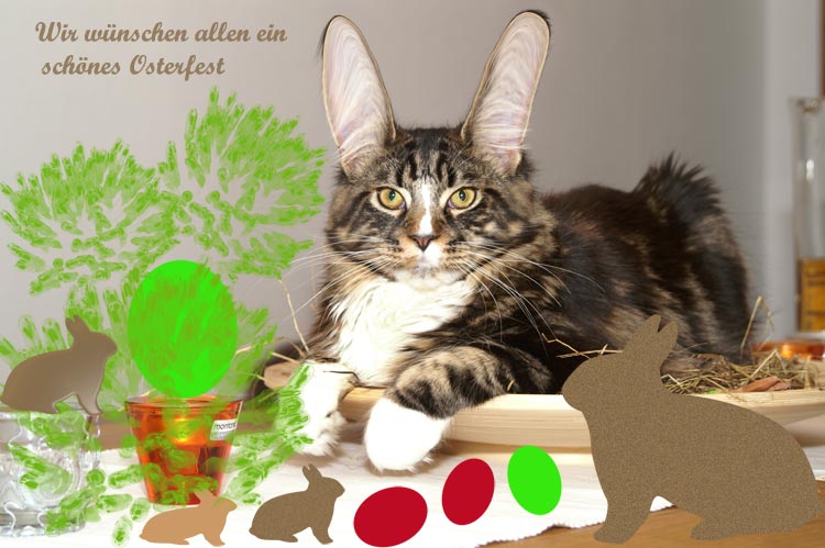 der etwas andere Osterhase, oder die Osterkatze Foto ...