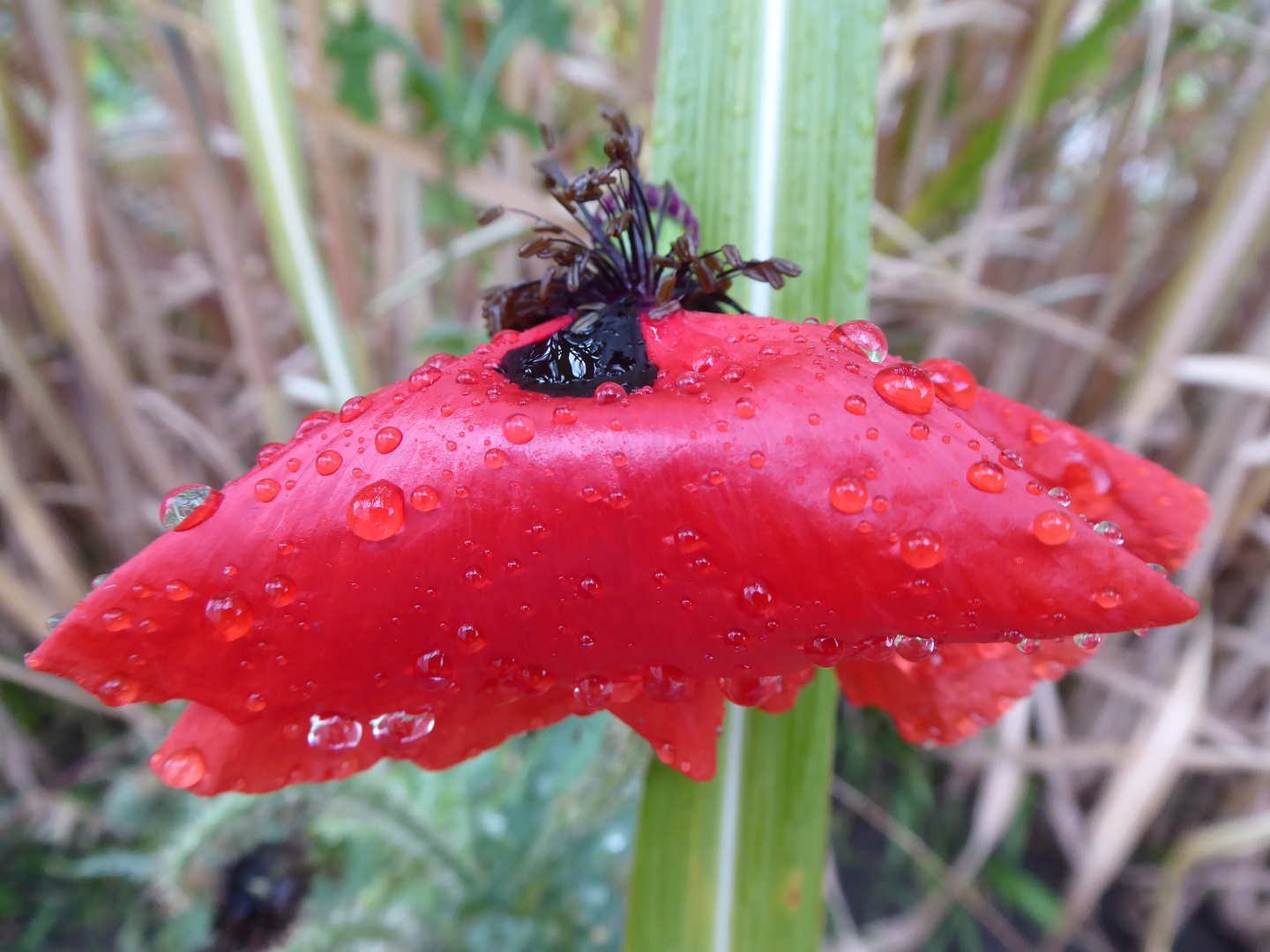 der etwas andere Regenschirm