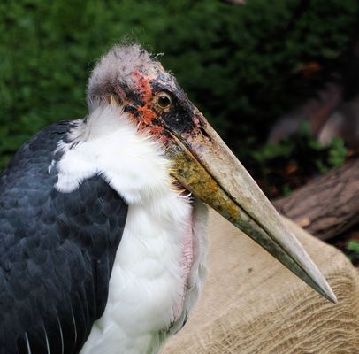 Der etwas andere Storch …
