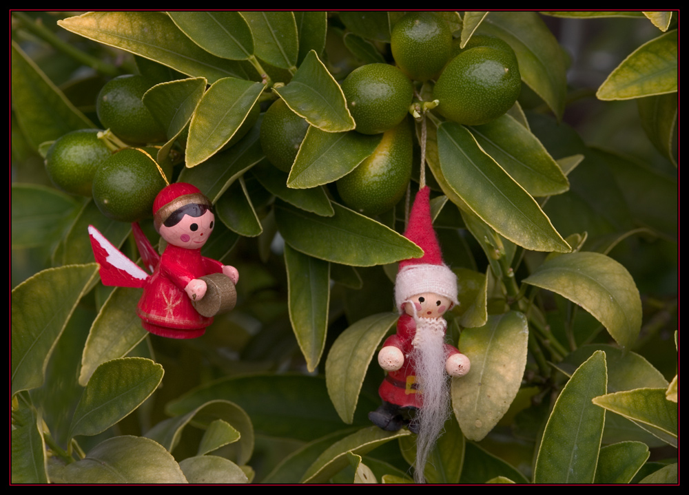 Der etwas andere Weihnachtsbaum...