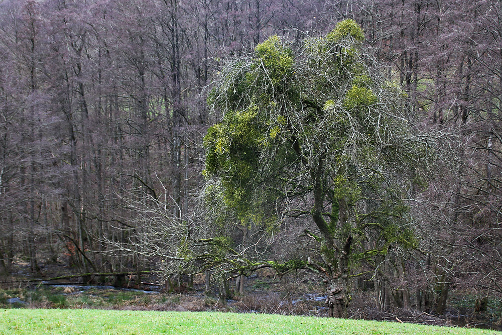 der etwas andere Weihnachtsbaum !!!