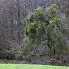 der etwas andere Weihnachtsbaum !!!