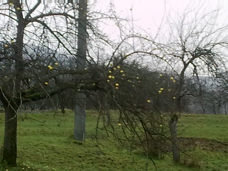 Der etwas andere Weihnachtsschmuck?