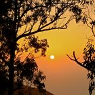 Der Eukalyptuswald verabschiedet die Sonne