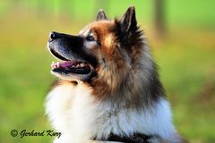 Der Eurasier