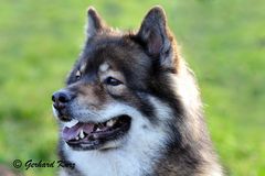 Der Eurasier im Profil