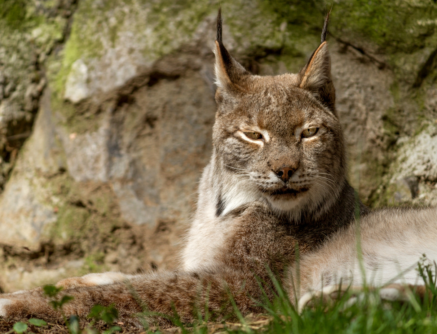 Der eurasische Luchs im Steinwasen-Park