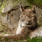 Der eurasische Luchs im Steinwasen-Park