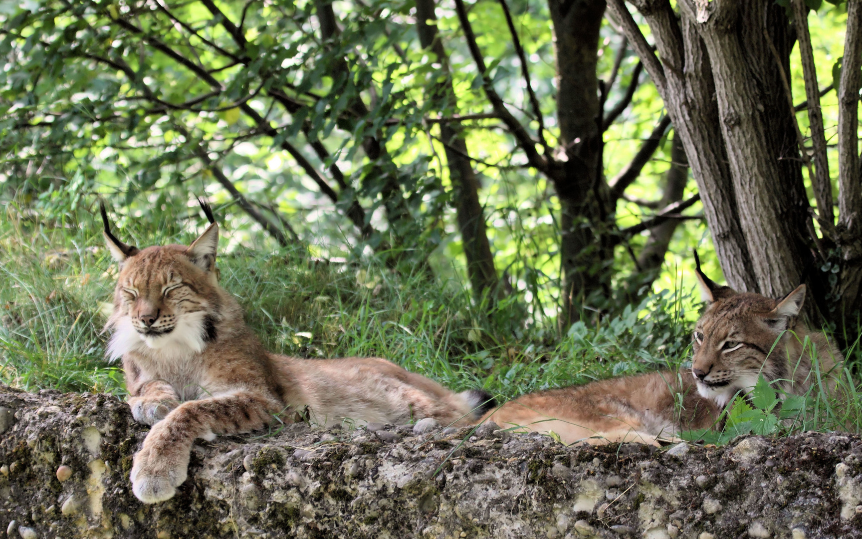 Der Eurasische Luchs Lynx lynx)