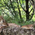 Der Eurasische Luchs Lynx lynx)