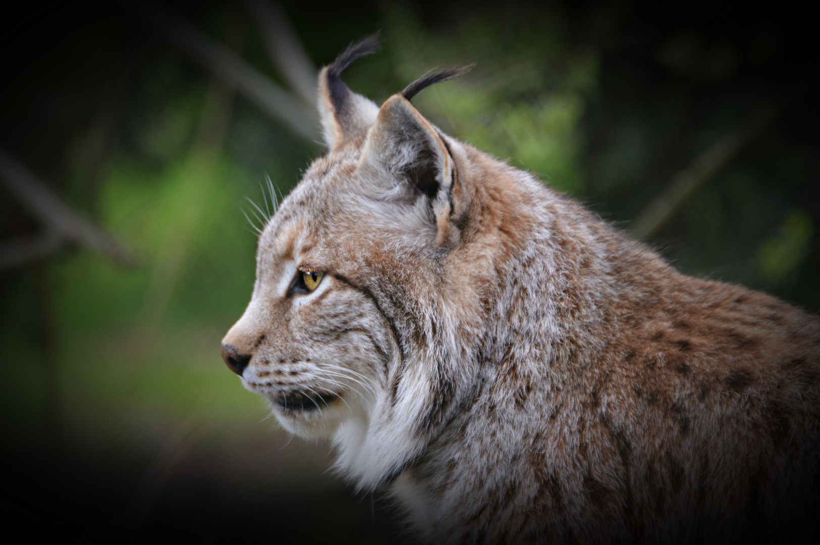 Der Eurasische Luchs (Lynx lynx)