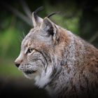 Der Eurasische Luchs (Lynx lynx)