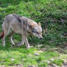 Der Europäische Grauwolf - Canis lupus lupus
