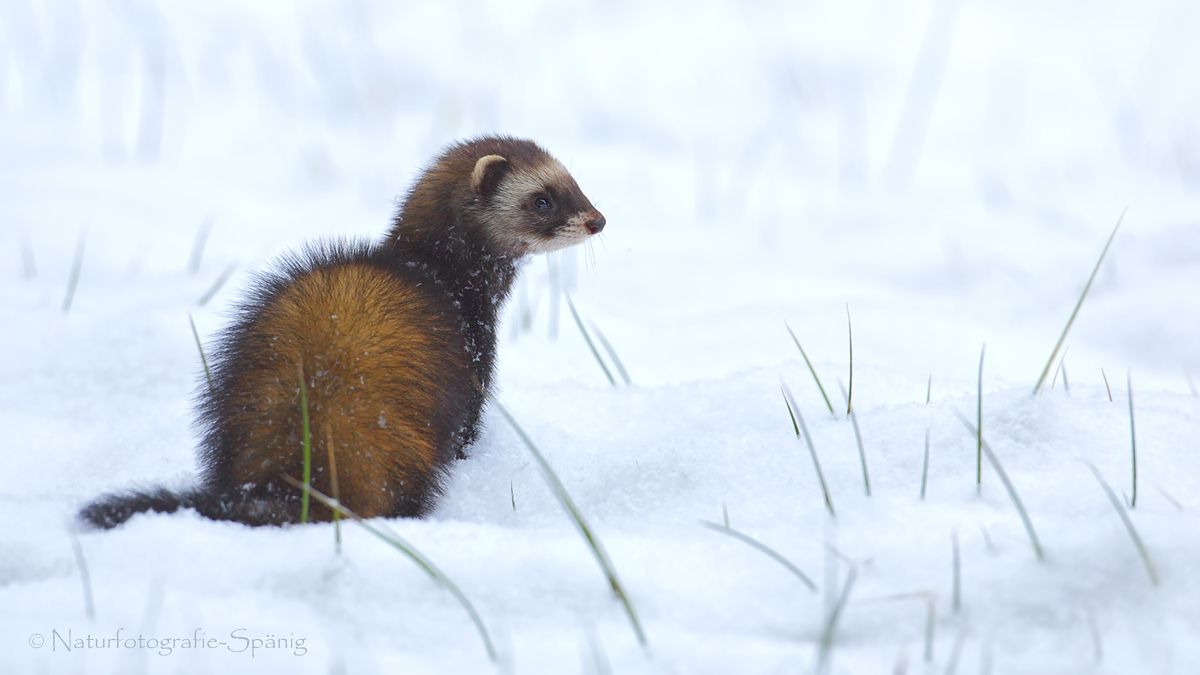 Der Europäische Iltis Foto & Bild tiere, wildlife, säugetiere
