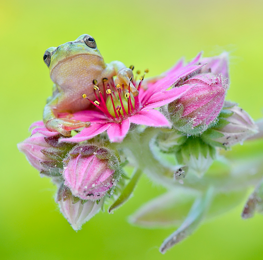 Der Europäische Laubfrosch