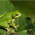 Der Europäische Laubfrosch | Hyla arborea