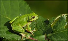 Der Europäische Laubfrosch | Hyla arborea