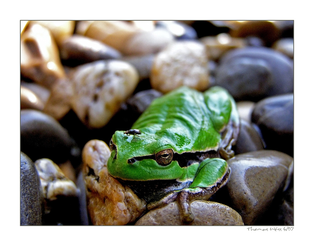 Der Europäische Laubfrosch (Hyla arborea) alias Knut der Frosch