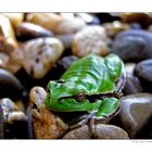 Der Europäische Laubfrosch (Hyla arborea) alias Knut der Frosch