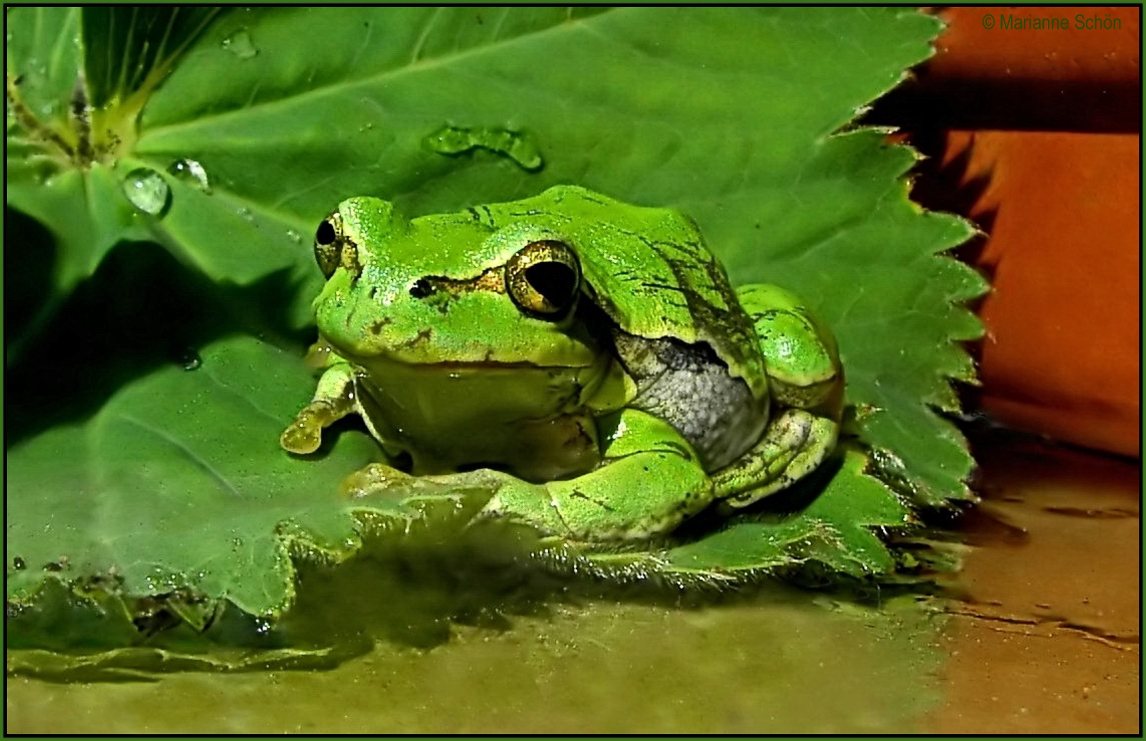 Der  ...Europäische Laubfrosch...Hyla arborea...